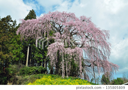 Nihonmatsu City, Fukushima Prefecture, Battlefield Weeping Cherry Blossoms Nihonmatsu City, Fukushima Prefecture, Battlefield Weeping Cherry Blossoms 135805809