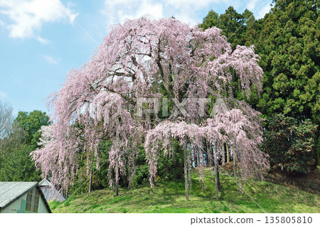 Nihonmatsu City, Fukushima Prefecture, Battlefield Weeping Cherry Blossoms 135805810