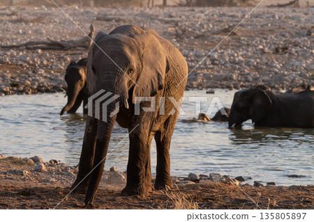 Bathing Elephants in Etosha Bathing Elephants in Etosha 135805897