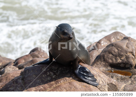 One seal emerging from the water 135805899