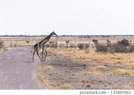 Giraffe in Etosha 135805901