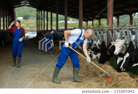 Senior man works with cows in barn, moves hay closer to cows, provides feeding for animal Senior man works with cows in barn, moves hay closer to cows, provides feeding for animal 135805942