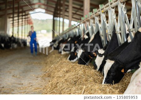 Cows feeding on hay in barn 135805953