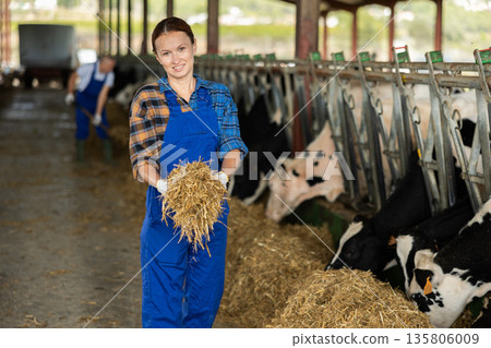 Woman feeding cows fresh hay in barn - animal care and maintenance 135806009