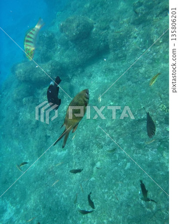 熱帶魚 熱帶魚 135806201