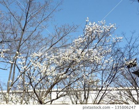 稻毛海岸站前盛開著美麗的白色梅花。 稻毛海岸站前盛開著美麗的白色梅花。 135806247