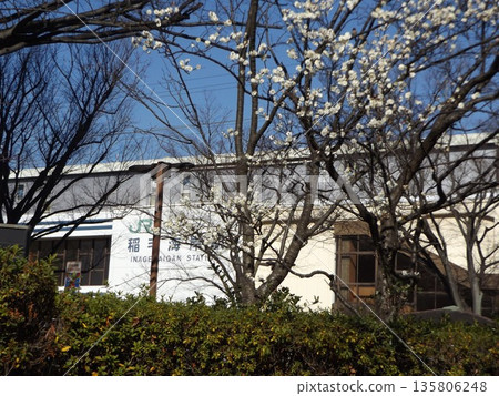 稻毛海岸站前盛開著美麗的白色梅花。 稻毛海岸站前盛開著美麗的白色梅花。 135806248
