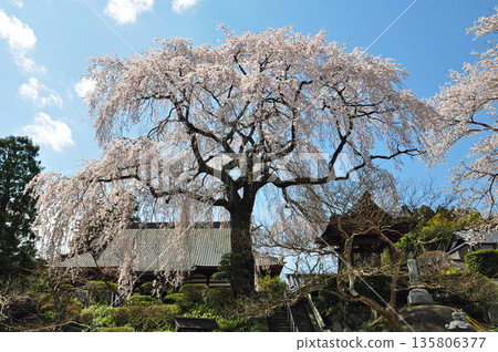 福島縣泉崎村聖賢寺的垂枝櫻花 福島縣泉崎村聖賢寺的垂枝櫻花 135806377