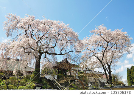 福島縣泉崎村聖賢寺的垂枝櫻花 福島縣泉崎村聖賢寺的垂枝櫻花 135806378