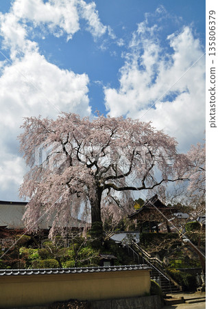 福島縣泉崎村聖賢寺的垂枝櫻花 福島縣泉崎村聖賢寺的垂枝櫻花 135806379