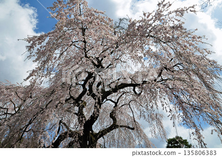 福島縣泉崎村聖賢寺的垂枝櫻花 135806383