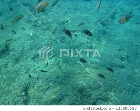 淺水中的魚群 135806588