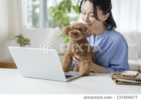 A middle-aged woman working on a laptop and a toy poodle. Image of working from home. 135806677