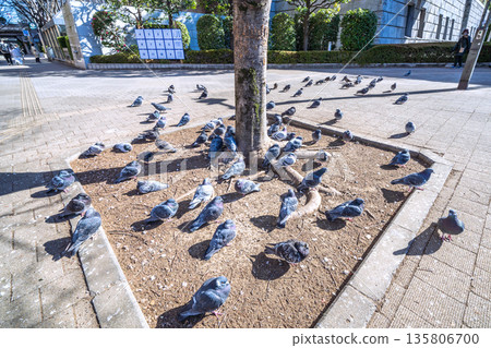 Tokyo cityscape in Japan: Tochomae Station... A flock of pigeons sunbathing... not fleeing even when people pass by... = January 25, 2026 Tokyo cityscape in Japan: Tochomae Station... A flock of pigeons sunbathing... not fleeing even when people pass by... = January 25, 2026 135806700