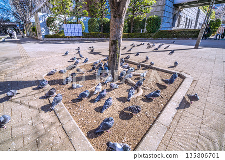 Tokyo cityscape in Japan: Tochomae Station... A flock of pigeons sunbathing... not fleeing even when people pass by... = January 25, 2026 Tokyo cityscape in Japan: Tochomae Station... A flock of pigeons sunbathing... not fleeing even when people pass by... = January 25, 2026 135806701