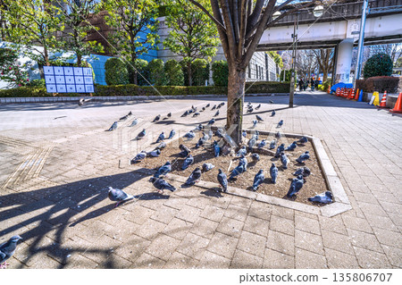 日本東京城市景觀：都丁前站…一群鴿子在曬太陽…即使有人經過也不躲避…= 2026年1月25日 135806707