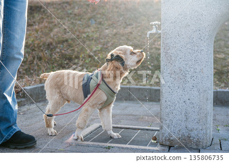 狗與主人散步 狗與主人散步 135806735