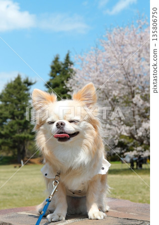 Spring cherry blossoms and a cute Chihuahua - soothing dog photo 135806750