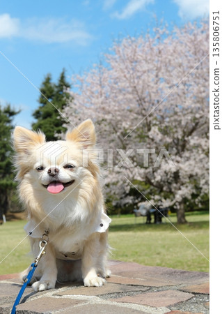 櫻花和一隻可愛的吉娃娃犬 櫻花和一隻可愛的吉娃娃犬 135806751