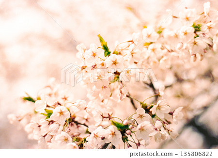 櫻花盛開 櫻花盛開 135806822