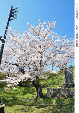Cherry blossoms at Shiroyama Park, Shirakawa City, Fukushima Prefecture 135806827