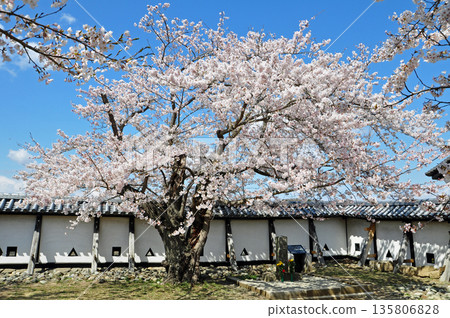 Cherry blossoms at Shiroyama Park, Shirakawa City, Fukushima Prefecture Cherry blossoms at Shiroyama Park, Shirakawa City, Fukushima Prefecture 135806828