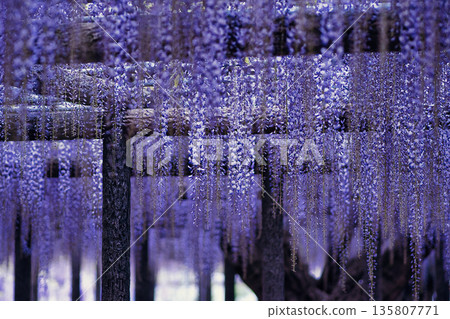 White wisteria flowers 135807771
