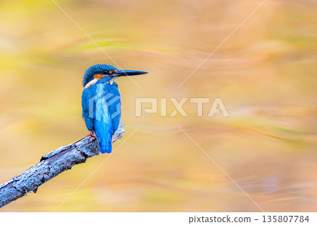 翠鳥棲息在右側邊緣 翠鳥棲息在右側邊緣 135807784