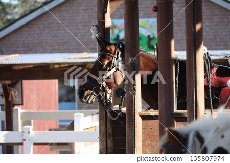A gentle horse kept at a riding club. Its well-groomed body and calm expression are impressive. A gentle horse kept at a riding club. Its well-groomed body and calm expression are impressive. 135807974