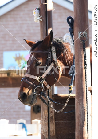 這是一匹性情溫順的馬，飼養在馬術俱樂部裡。它毛髮整潔，神態平靜，令人印象深刻。 135807976