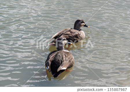 Two spot-billed ducks swimming in the pond Two spot-billed ducks swimming in the pond 135807987