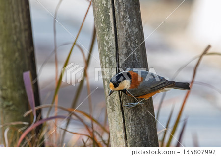 A cute varied tit perched on a bamboo pole, looking around A cute varied tit perched on a bamboo pole, looking around 135807992