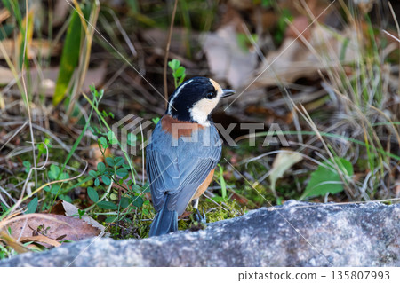 The back of a varied tit standing on the ground and winter nature 135807993