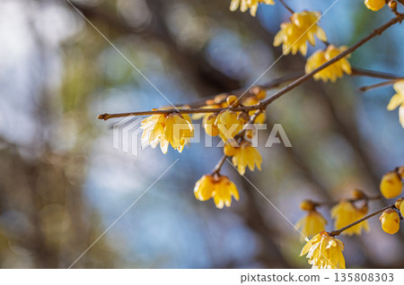 Wintersweet flowers blooming gently against the blue sky Wintersweet flowers blooming gently against the blue sky 135808303