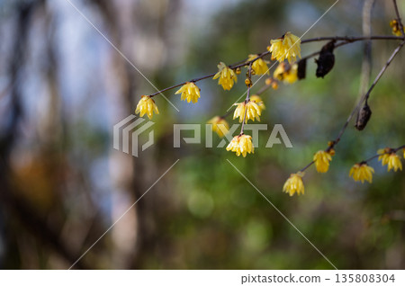 冬日花園中盛開的黃色臘梅花，以及自然的散景 135808304