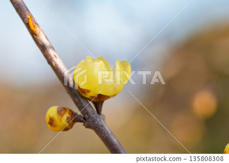 冬青花苞和一朵孤零零的花朵在冬日的天空下閃閃發光 135808308