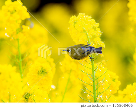 油菜花田裡的白眼 135808406