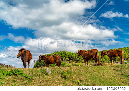Yonaguni horse 135808632