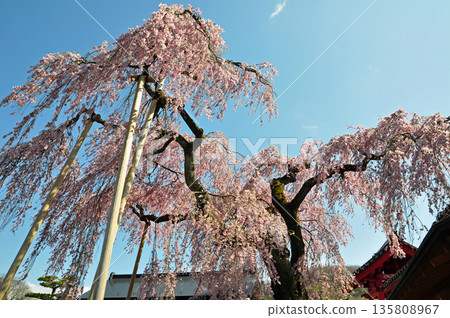 福島縣白河市妙觀寺的乙姬櫻 福島縣白河市妙觀寺的乙姬櫻 135808967