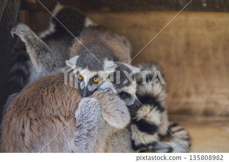 Close-up of ring-tailed lemurs huddling together in the cold Close-up of ring-tailed lemurs huddling together in the cold 135808982