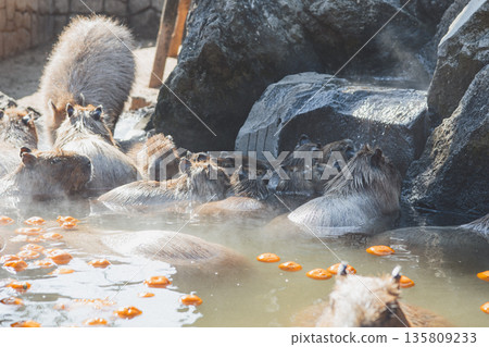 Izu Cactus Zoo Children cuddling in the capybara hot springs Open-air bath with floating mandarin oranges 135809233