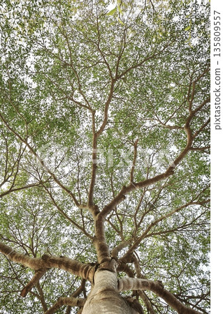 Landscape the big tree  135809557