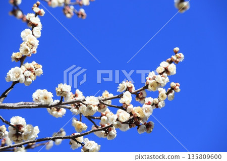 White plum shining in the blue sky 135809600