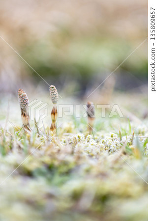 Early spring horsetails, lively Early spring horsetails, lively 135809657