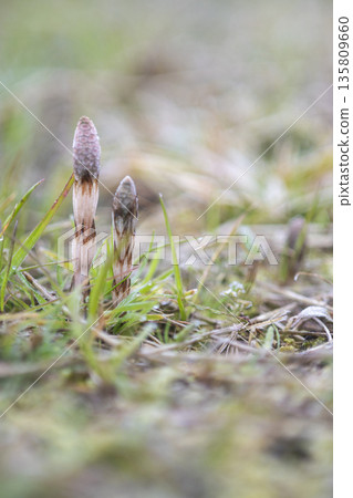 Early spring horsetails, lively Early spring horsetails, lively 135809660