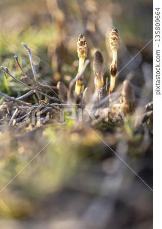 早春馬尾草，生氣勃勃 135809664
