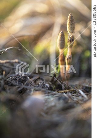 早春馬尾草，生氣勃勃 135809665