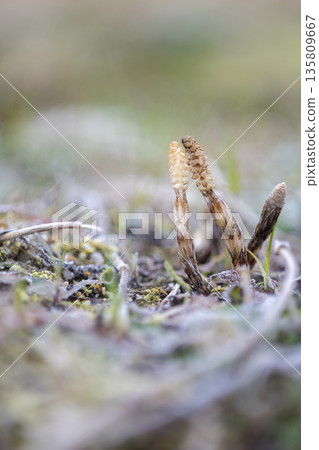 Early spring horsetails, lively 135809667