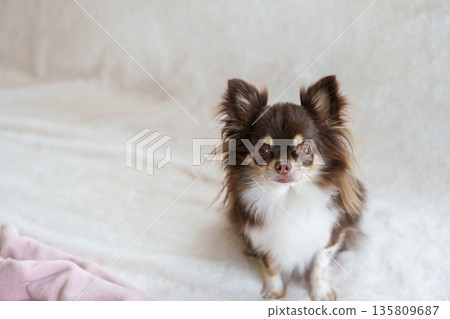 Chihuahua sitting on a blanket 135809687