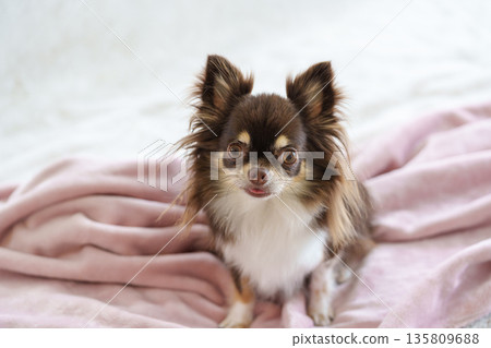 吉娃娃坐在毯子上 135809688